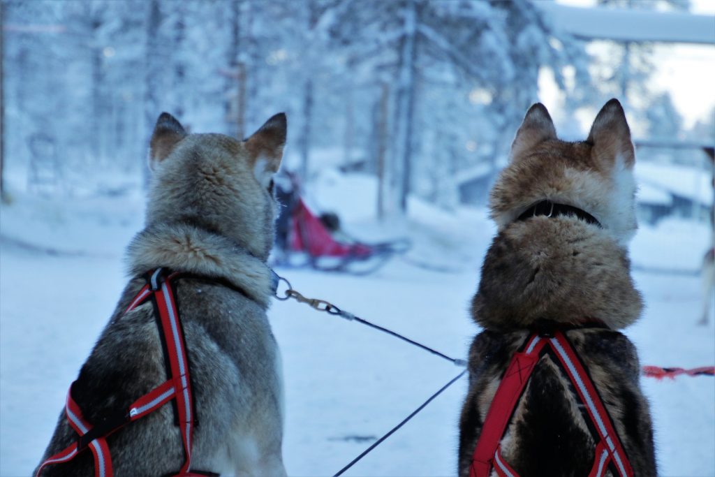 Dog sledding Lapland